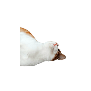 A Serene Ginger And White Cat Lying On A Stone Wall, Exuding Tranquility. 14763 - Cat PNG image with transparent background